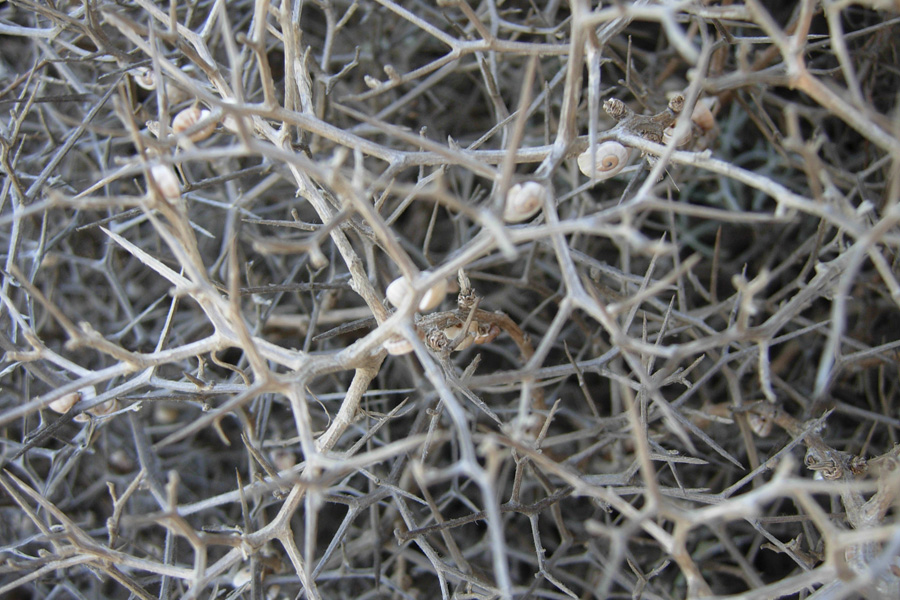 da Creta : Centaurea spinosa L.